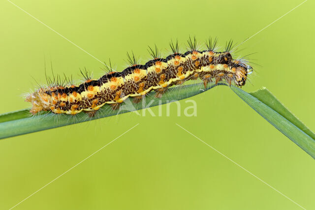 Reed Dagger (Simyra albovenosa)