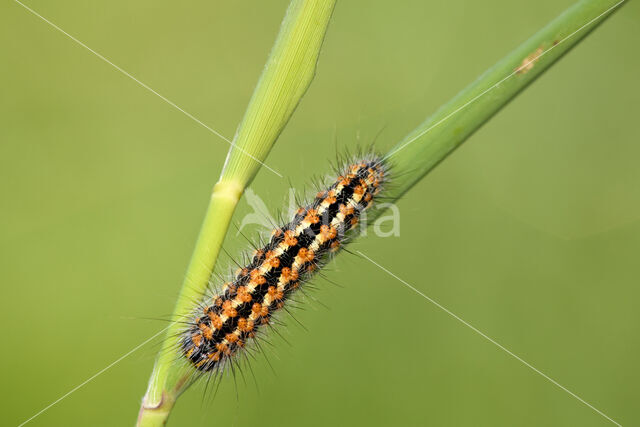 Reed Dagger (Simyra albovenosa)