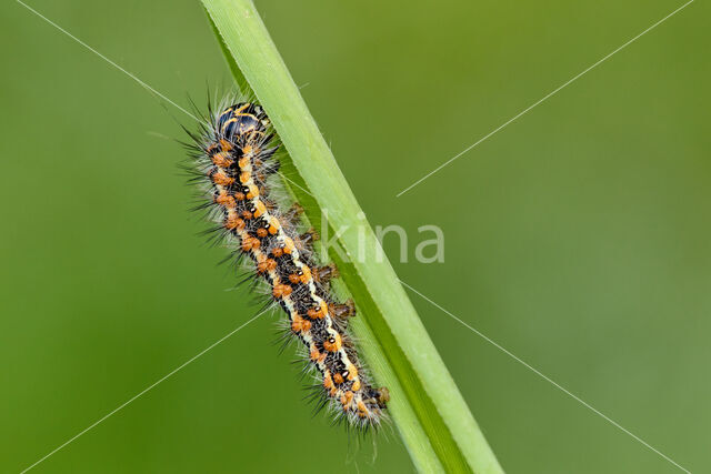 Kleine rietvink (Simyra albovenosa)