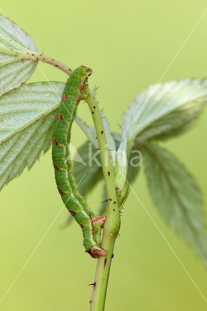 Brummelspanner (Mesoleuca albicillata)