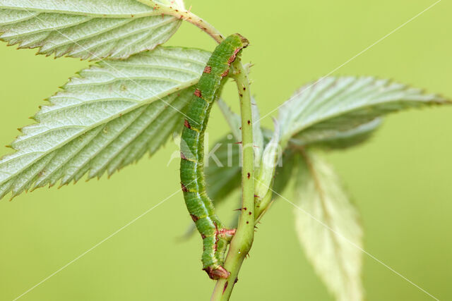 Brummelspanner (Mesoleuca albicillata)