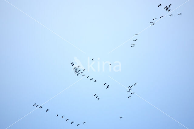 Common Crane (Grus grus)