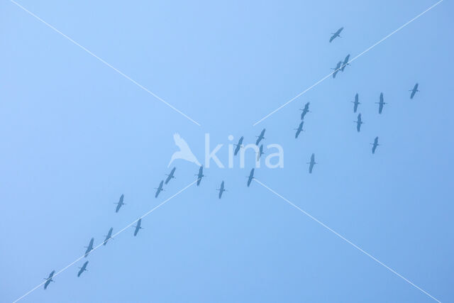 Common Crane (Grus grus)