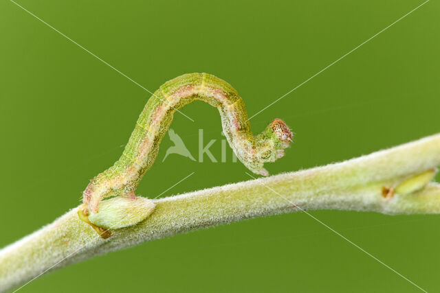 Cyclophora pendularia