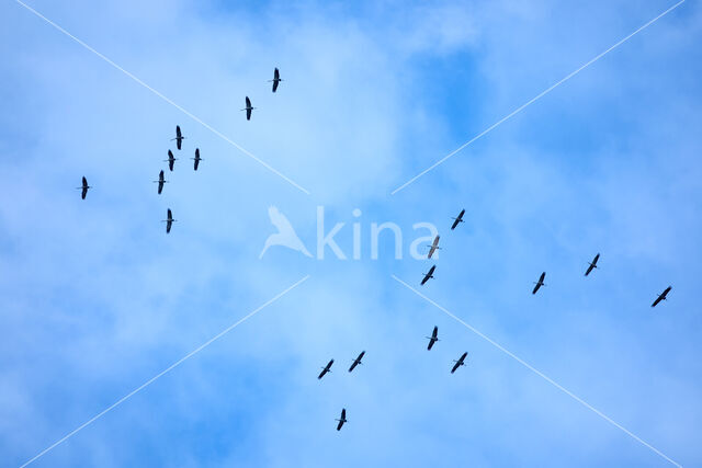 Common Crane (Grus grus)