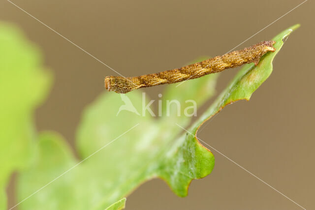 Eikenoogspanner (Cyclophora porata)