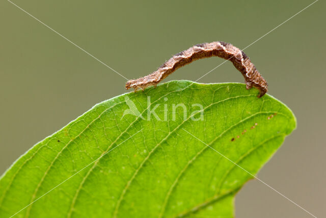 Guldenroededwergspanner (Eupithecia virgaureata)