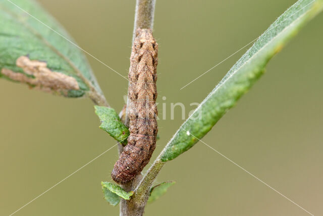 Morpheusstofuil (Caradrina morpheus)