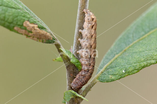 Morpheusstofuil (Caradrina morpheus)