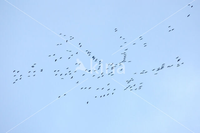 Common Crane (Grus grus)