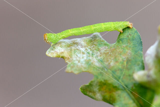 Eikenoogspanner (Cyclophora porata)