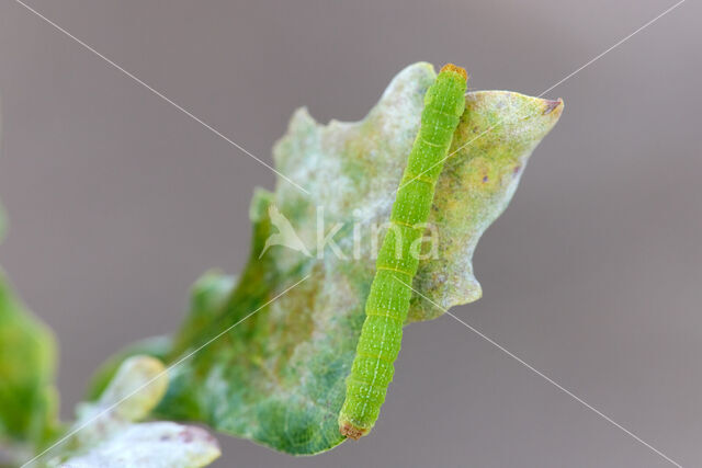 Eikenoogspanner (Cyclophora porata)