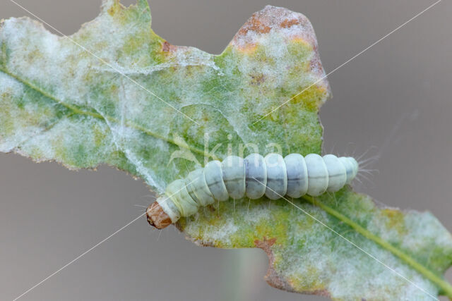 Voorjaarskortvleugelmot (Diurnea fagella)