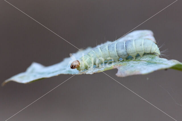 Voorjaarskortvleugelmot (Diurnea fagella)