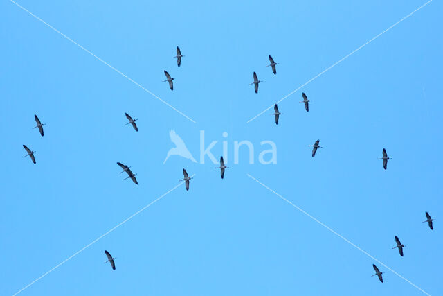 Kraanvogel (Grus grus)