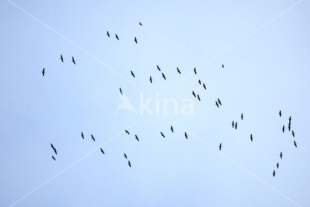 Kraanvogel (Grus grus)