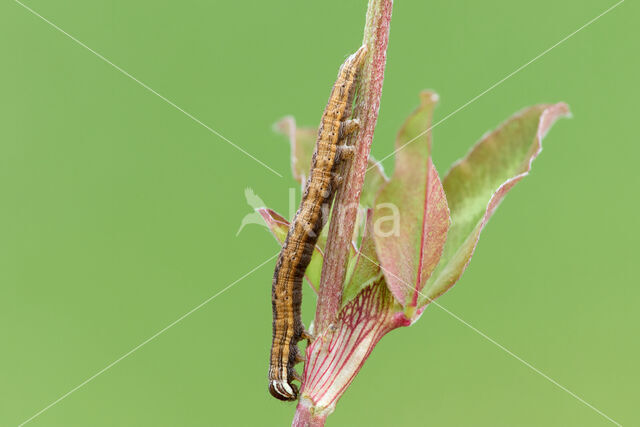 Burnet Companion (Euclidia glyphica)