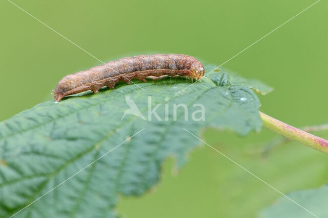 Zwarte c-uil (Xestia c-nigrum)