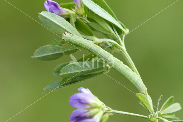 Sand Bordered Bloom (Isturgia arenacearia)