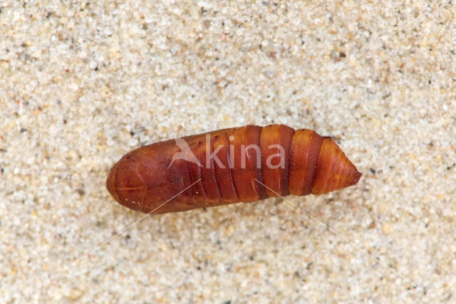 Toadflax Brocade (Calophasia lunula)