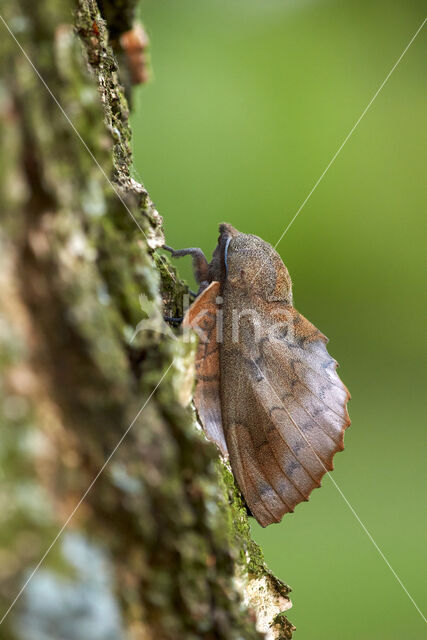 the Lappet (Gastropacha quercifolia)