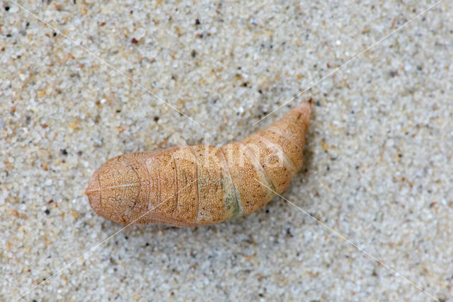 Geelschouderspanner (Ennomos alniaria)