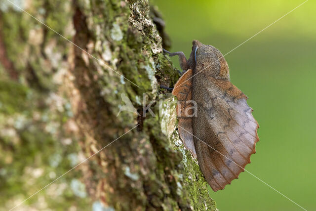 the Lappet (Gastropacha quercifolia)