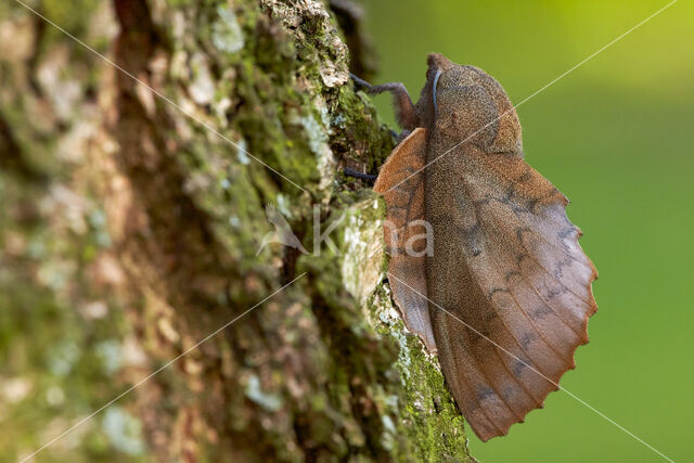 Eikenblad (Gastropacha quercifolia)