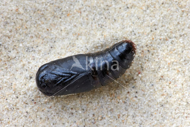 Odonestis pruni