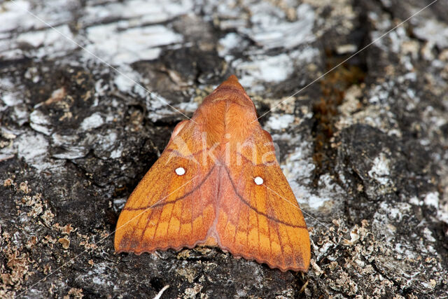 Kersenspinner (Odonestis pruni)