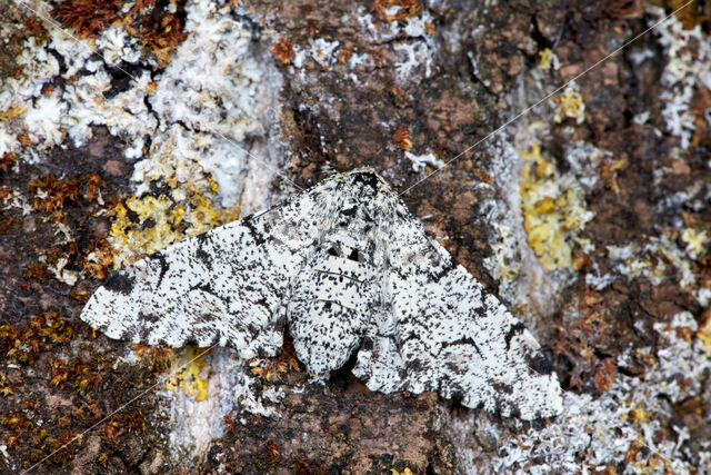 Peppered Moth (Biston betularia)