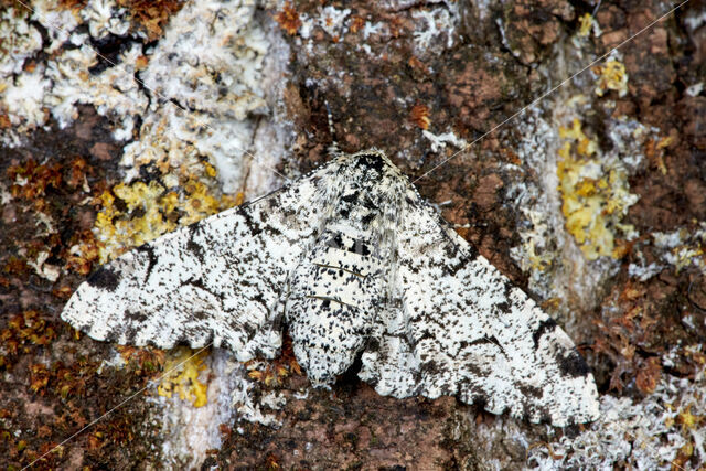 Peppered Moth (Biston betularia)