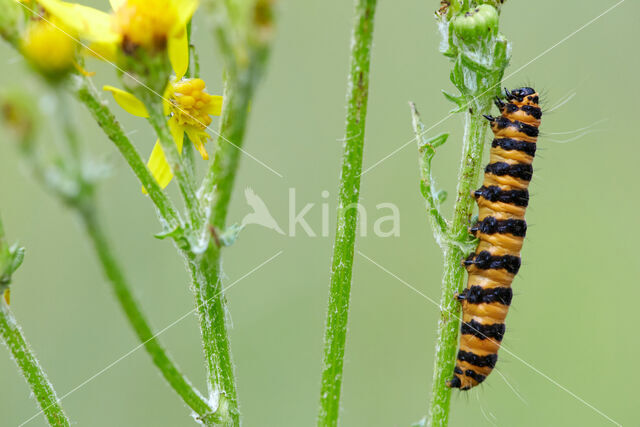 The Cinnabar (Tyria jacobaeae)