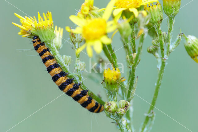 The Cinnabar (Tyria jacobaeae)