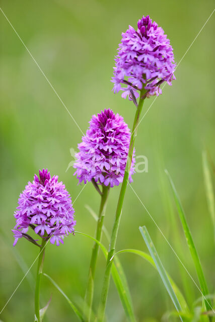 Pyramidal Orchid (Anacamptis pyramidalis)