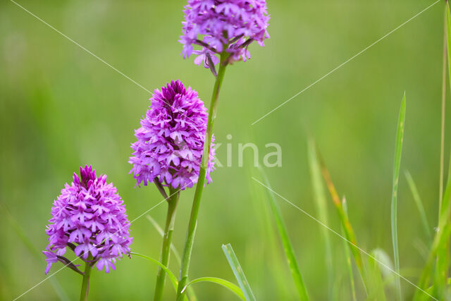 Hondskruid (Anacamptis pyramidalis)