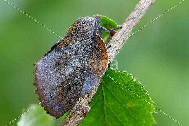 the Lappet (Gastropacha quercifolia)