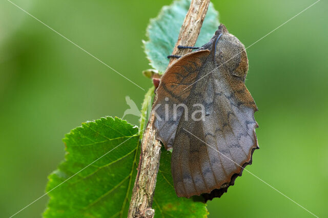 Eikenblad (Gastropacha quercifolia)