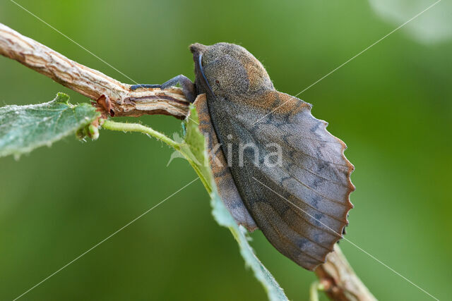 the Lappet (Gastropacha quercifolia)