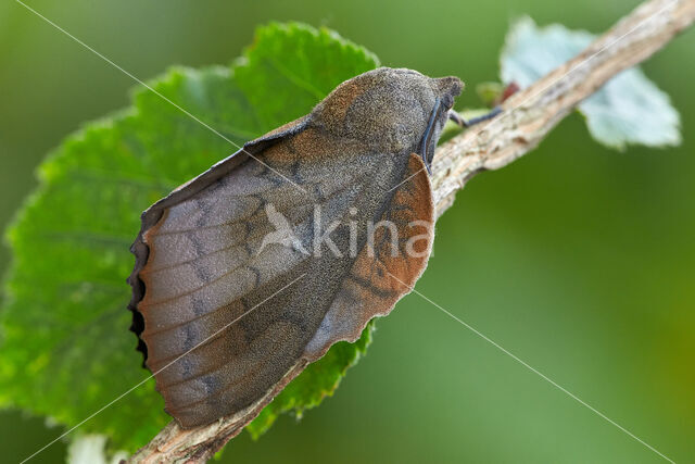 the Lappet (Gastropacha quercifolia)