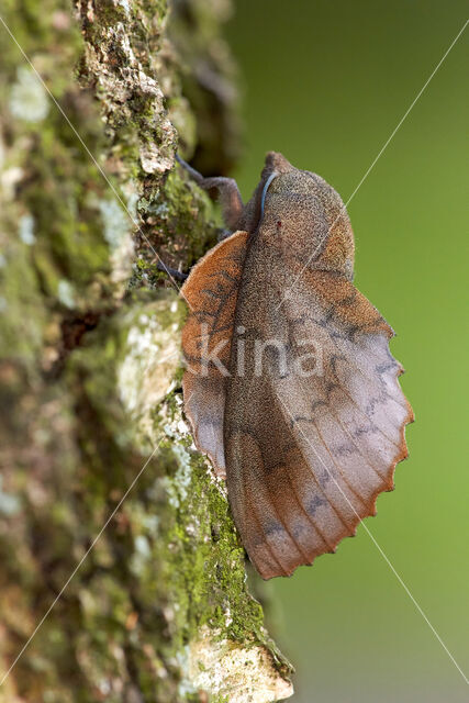 the Lappet (Gastropacha quercifolia)