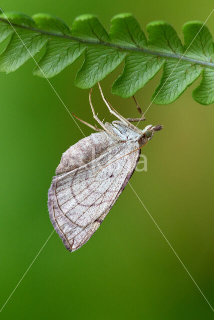 Oranje agaatspanner (Eulithis testata)