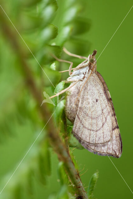 The Chevron (Eulithis testata)