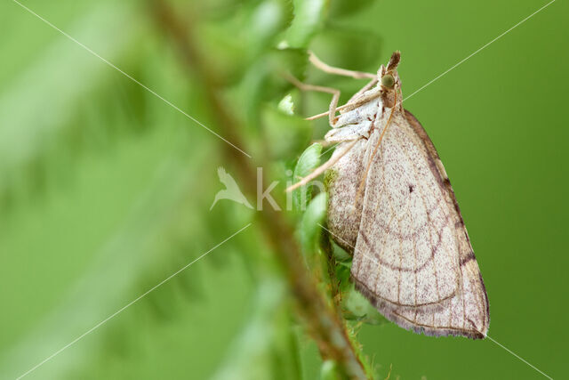 Oranje agaatspanner (Eulithis testata)