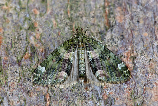 Red-green Carpet (Chloroclysta siterata)