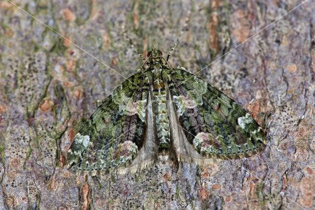 Red-green Carpet (Chloroclysta siterata)