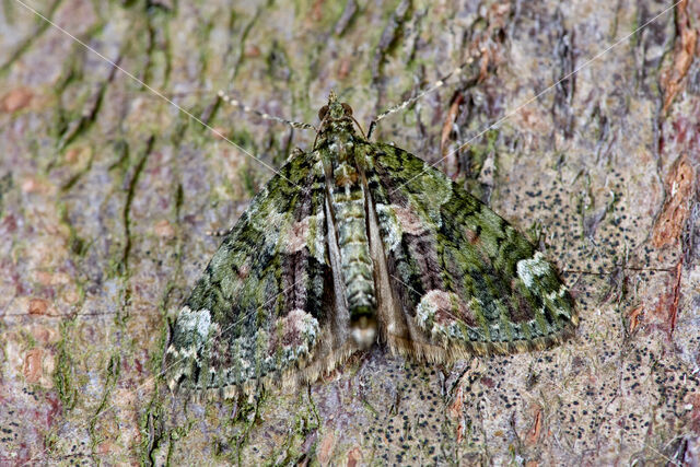 Red-green Carpet (Chloroclysta siterata)