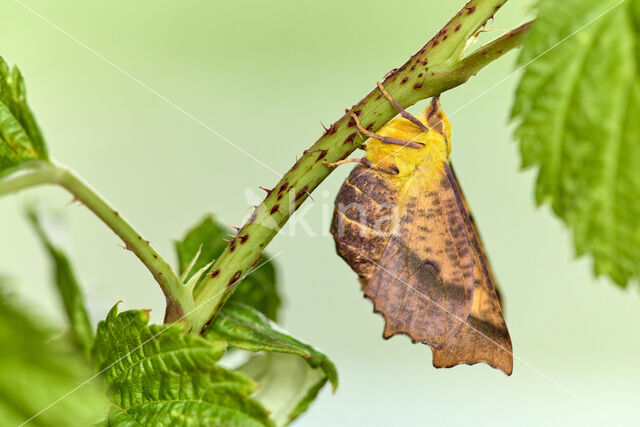 Geelschouderspanner (Ennomos alniaria)