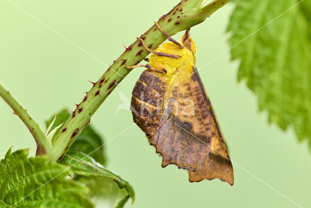 Geelschouderspanner (Ennomos alniaria)