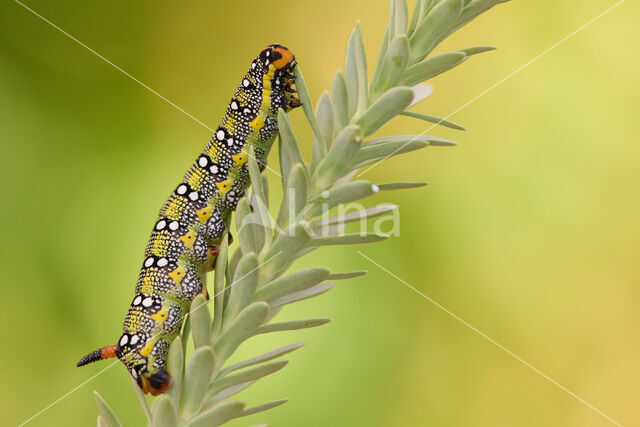 Spurge Hawk-moth (Hyles euphorbiae)